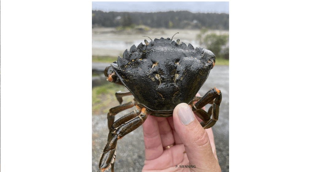 Hand holding up European Green crab