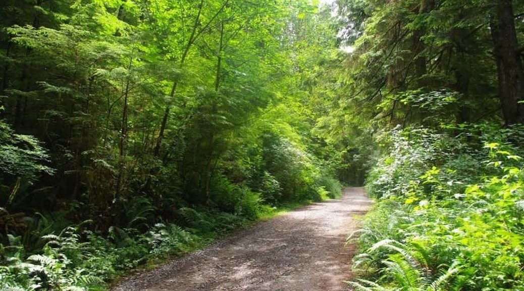 A path going through a recently growth up wooded area