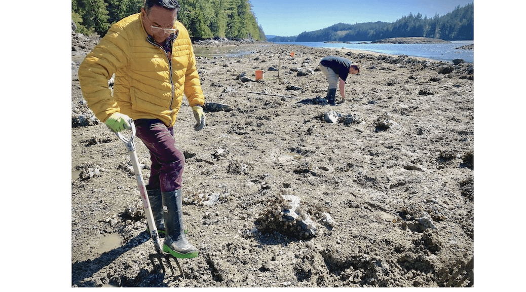 Indigenous man digging into a shell covered beach with a pitchfork
