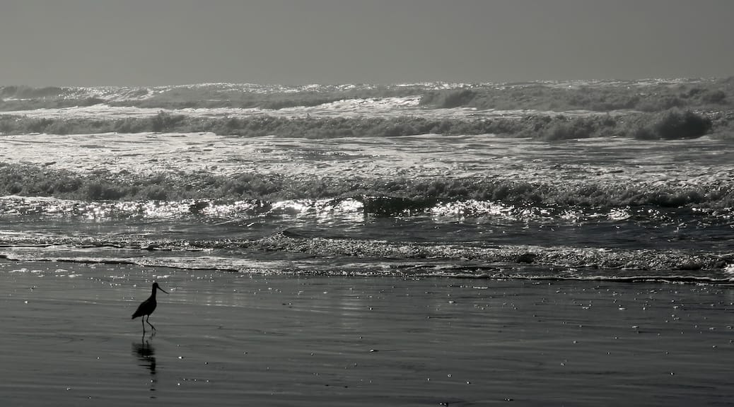 bird walking along a sandy beach as the waves come crashing in